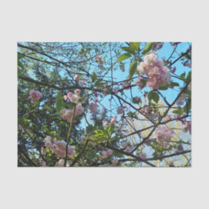 Flowering Cherry Tree Blossom Nature, Tissue Paper
