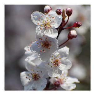 Flowering Cherry Tree Photo Print