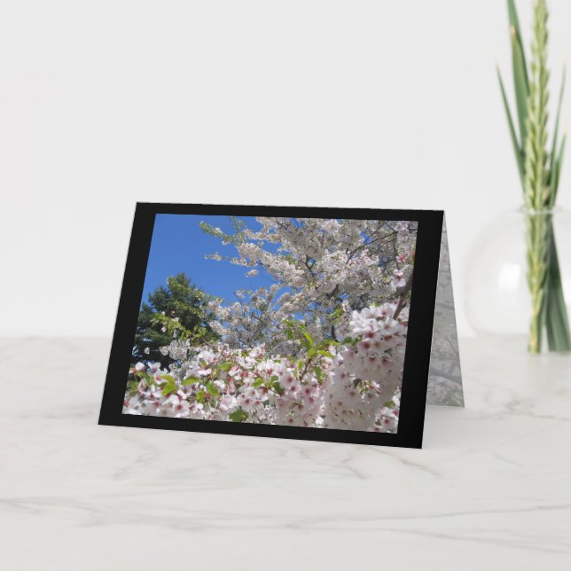 Flowering Cherry Trees Greeting Card (Front)