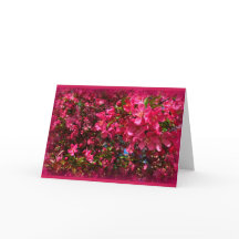 Flowering Crab Tree All Occasion