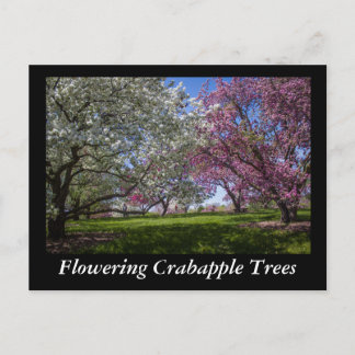 Flowering Crabapple Trees Postcard