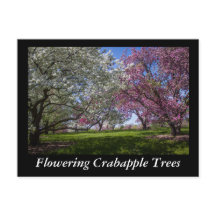 Flowering Crabapple Trees