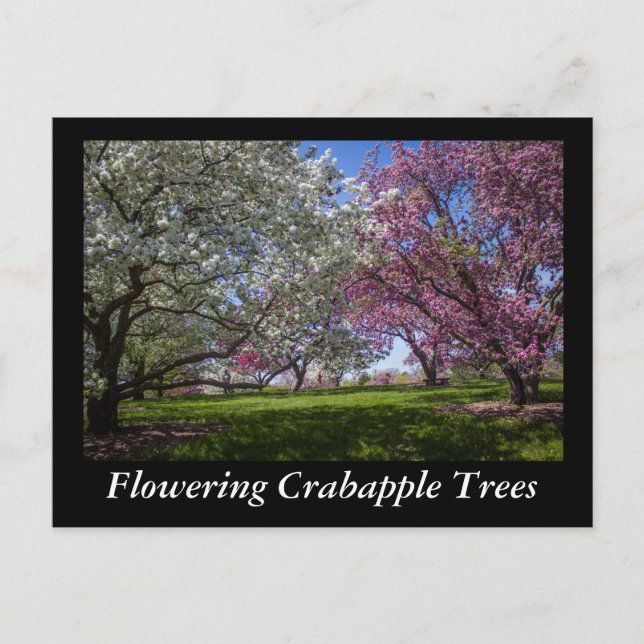 Flowering Crabapple Trees Postcard (Front)