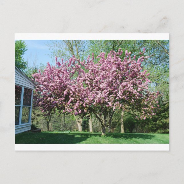 Flowering crabapple trees postcard (Front)