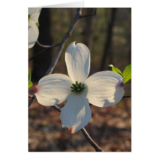 Flowering Dogwood - Customized2 (Front)