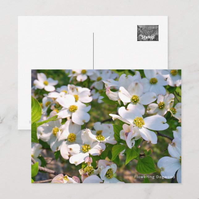 Flowering Dogwood Postcard (Front/Back)