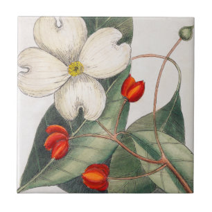 Flowering Dogwood Tree, White Flower Vintage Art Ceramic Tile