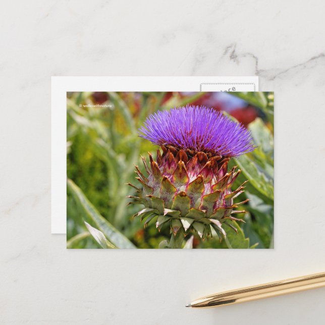 Flowering Globe Artichoke Vegetable Postcard (Front/Back In Situ)