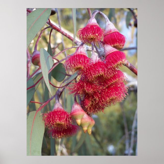 Flowering Gum Poster (Front)