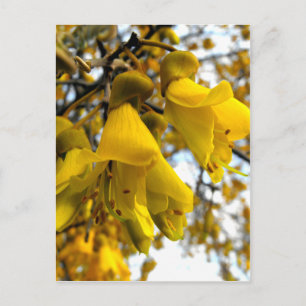 Flowering Kowhai Tree Postcard
