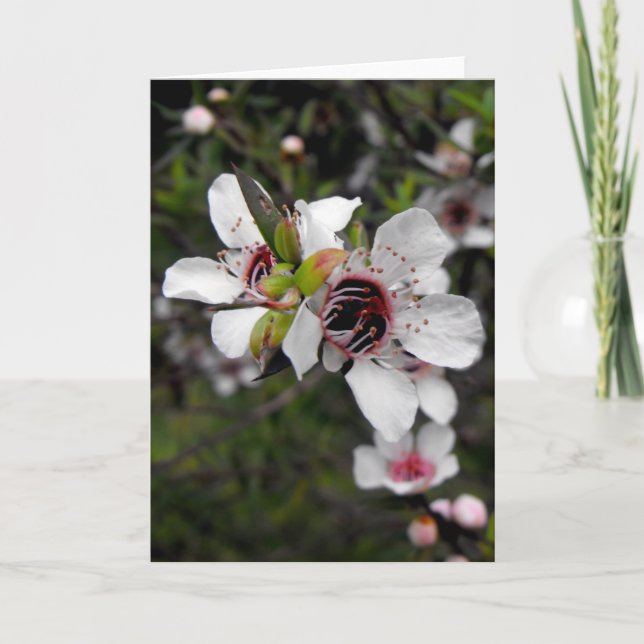 Flowering Manuka Tree Card (Front)
