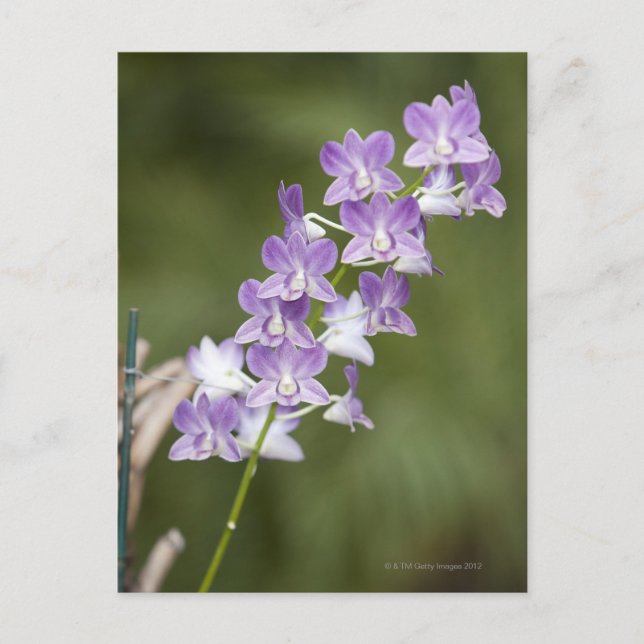 Flowering orchid plant. postcard (Front)