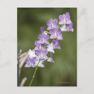 Flowering orchid plant. postcard