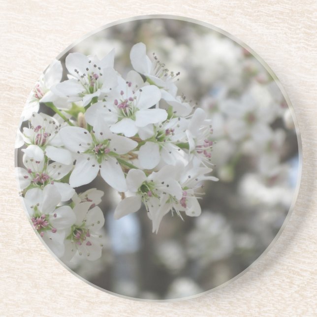 Flowering Pear Tree Bloom Coaster (Front)