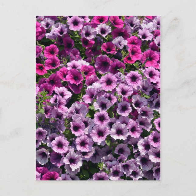 Flowering petunia surfinia postcard (Front)