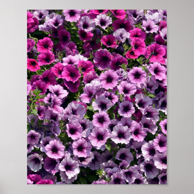 Flowering petunia surfinia poster (Front)