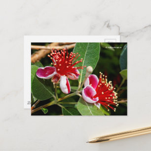 Flowering Pineapple Guava / Guavasteen / Feijoa Postcard
