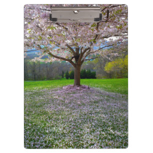 Flowering Pink Cherry Blossom Tree with Woods Clipboard