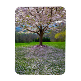 Flowering Pink Cherry Blossom Tree with Woods Magnet