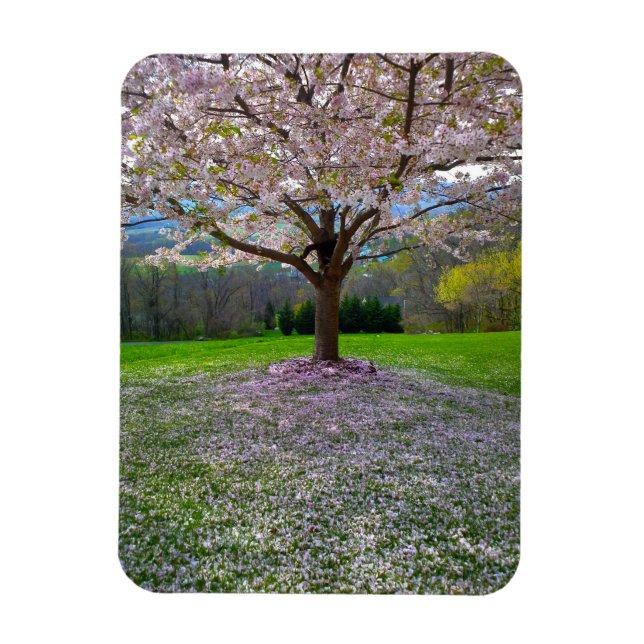 Flowering Pink Cherry Blossom Tree with Woods Magnet (Vertical)