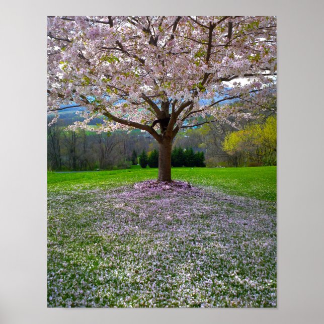 Flowering Pink Cherry Blossom Tree with Woods Poster (Front)