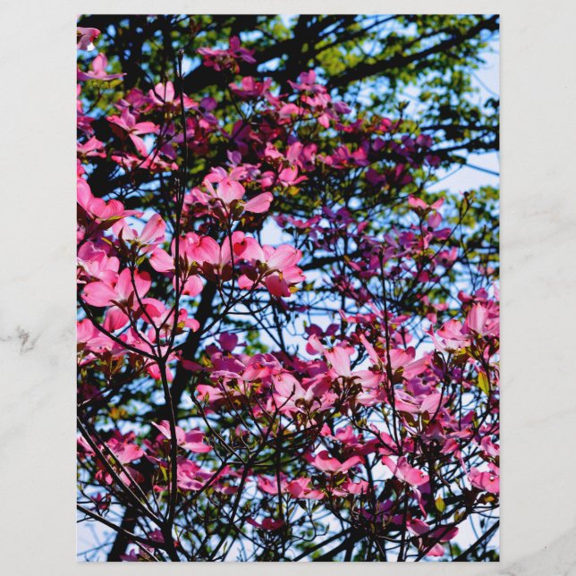 Flowering pink Dogwood tree (Front)