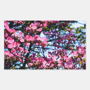 Flowering pink Dogwood tree Rectangular Sticker