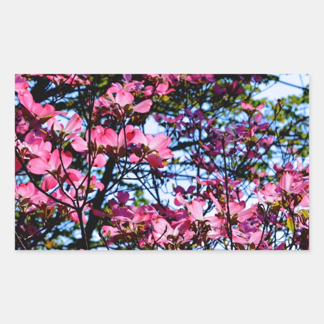 Flowering pink Dogwood tree Rectangular Sticker (Front)