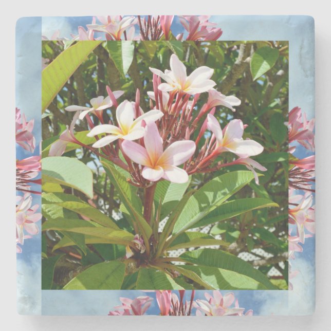 Flowering Pink Frangipani Tree,  Stone Coaster (Front)