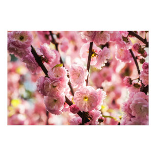 Flowering Plum - Pink Paradize Photo Print