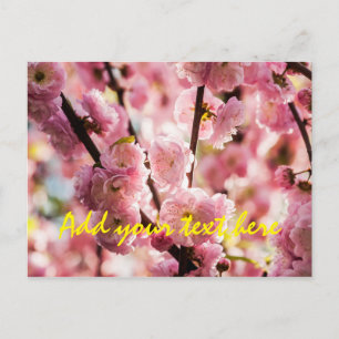 Flowering Plum - Pink Paradize Postcard