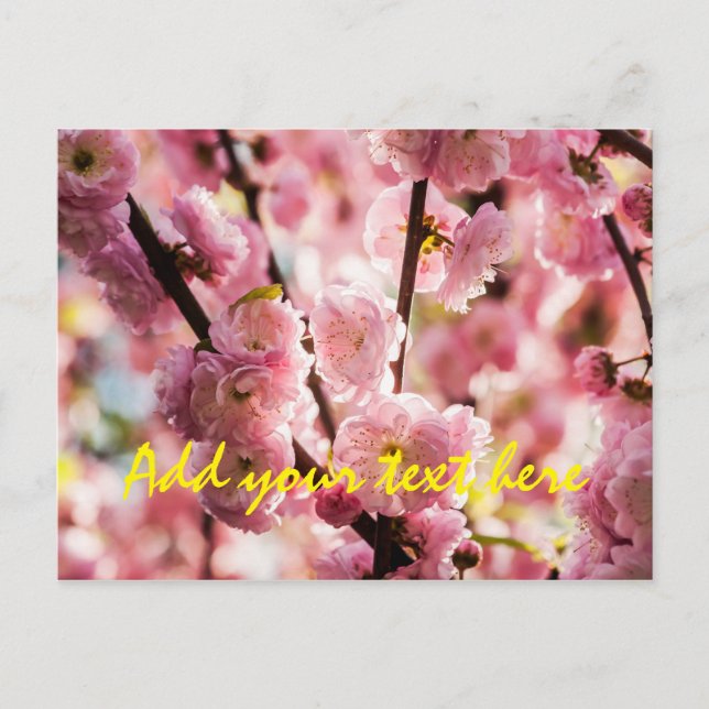 Flowering Plum - Pink Paradize Postcard (Front)