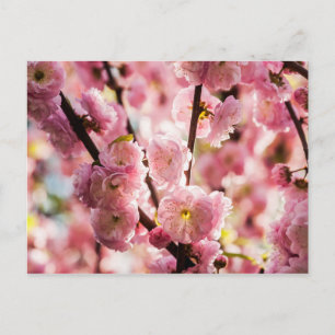 Flowering Plum - Pink Paradize Postcard