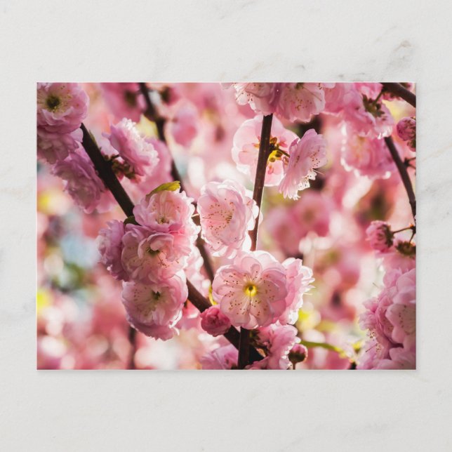 Flowering Plum - Pink Paradize Postcard (Front)