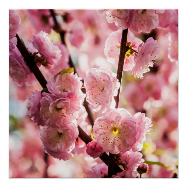 Flowering Plum - Pink Paradize Poster (Front)