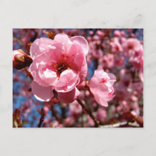 Flowering Plum Postcard
