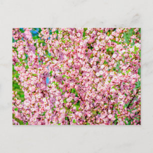 Flowering Plum Postcard
