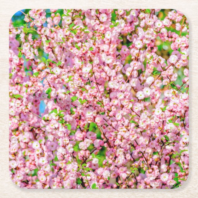 Flowering Plum Square Paper Coaster (Front)