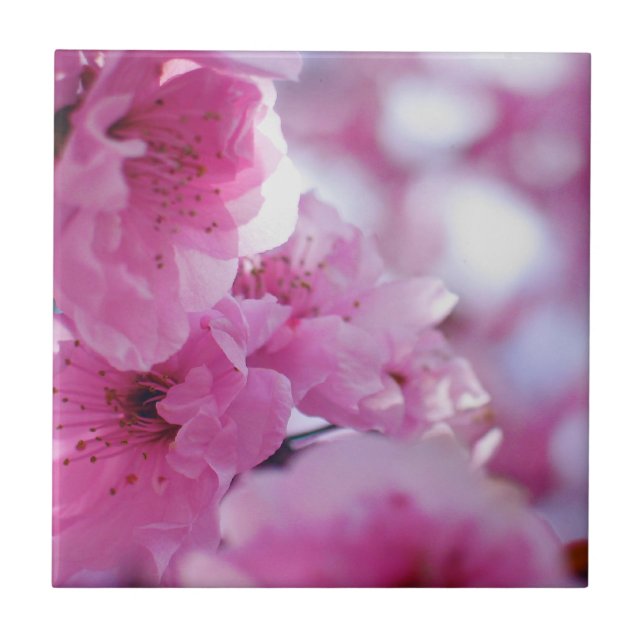 Flowering Plum Tree Blossom Tile (Front)