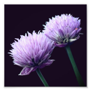 Flowering Purple Scallion Allium Close Up 8x8 Photo Print