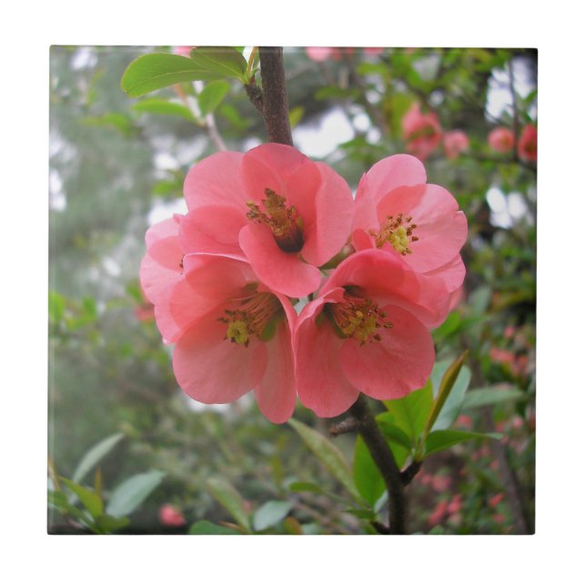 Flowering Quince Ceramic Tile (Front)