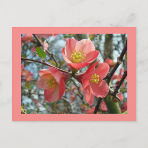 Flowering Quince - Chaenomeles speciosa Postcard