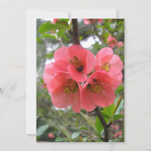 Flowering Quince Holiday Card
