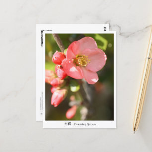 Flowering quince postcard