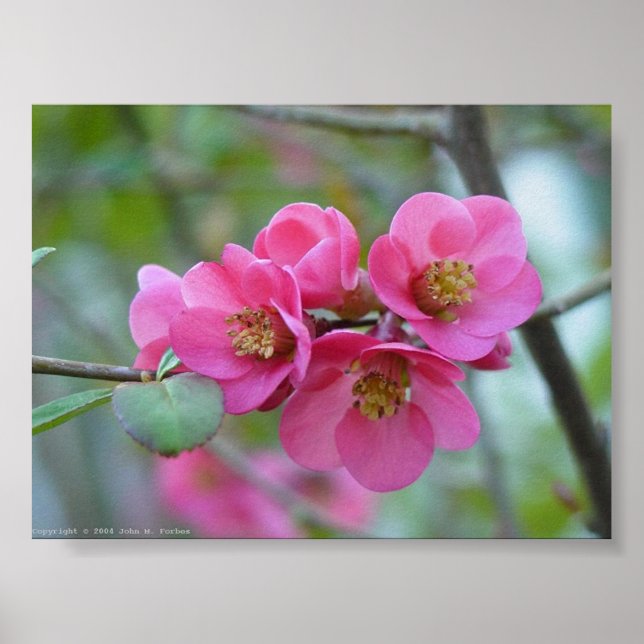 Flowering Quince Poster (Front)