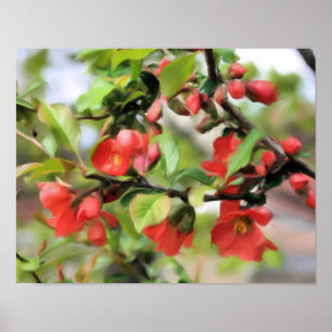 Flowering Quince Red Blossoms Poster