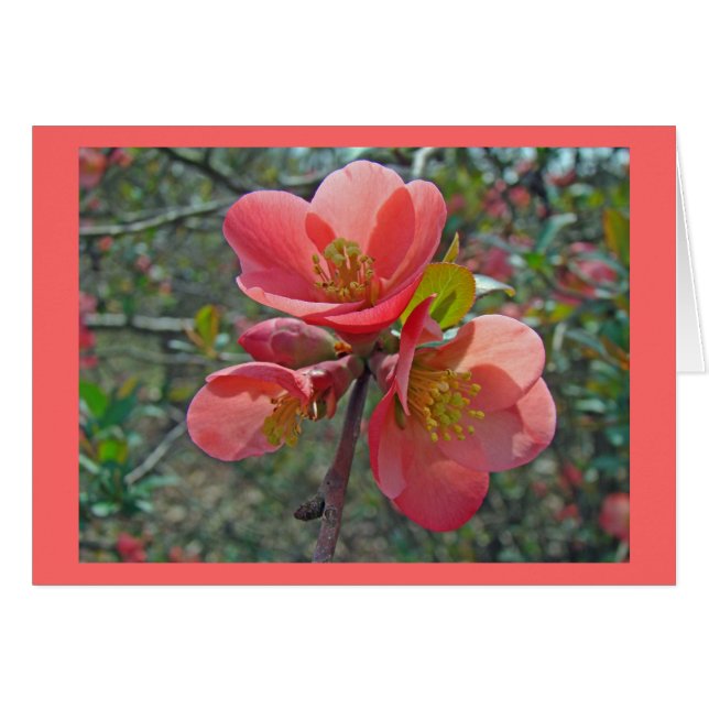 Flowering Quince Tree (Front Horizontal)