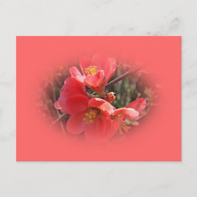 Flowering Quince Tree Postcard (Front)