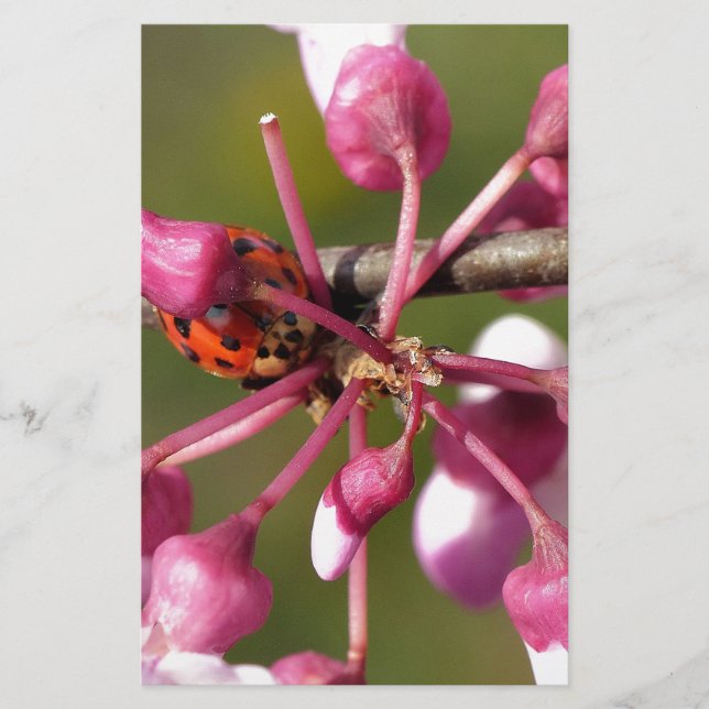 Flowering Redbud with Ladybug (Front)