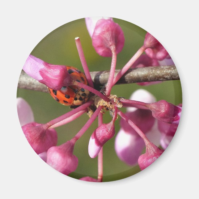 Flowering Redbud with Ladybug Magnet (Front)